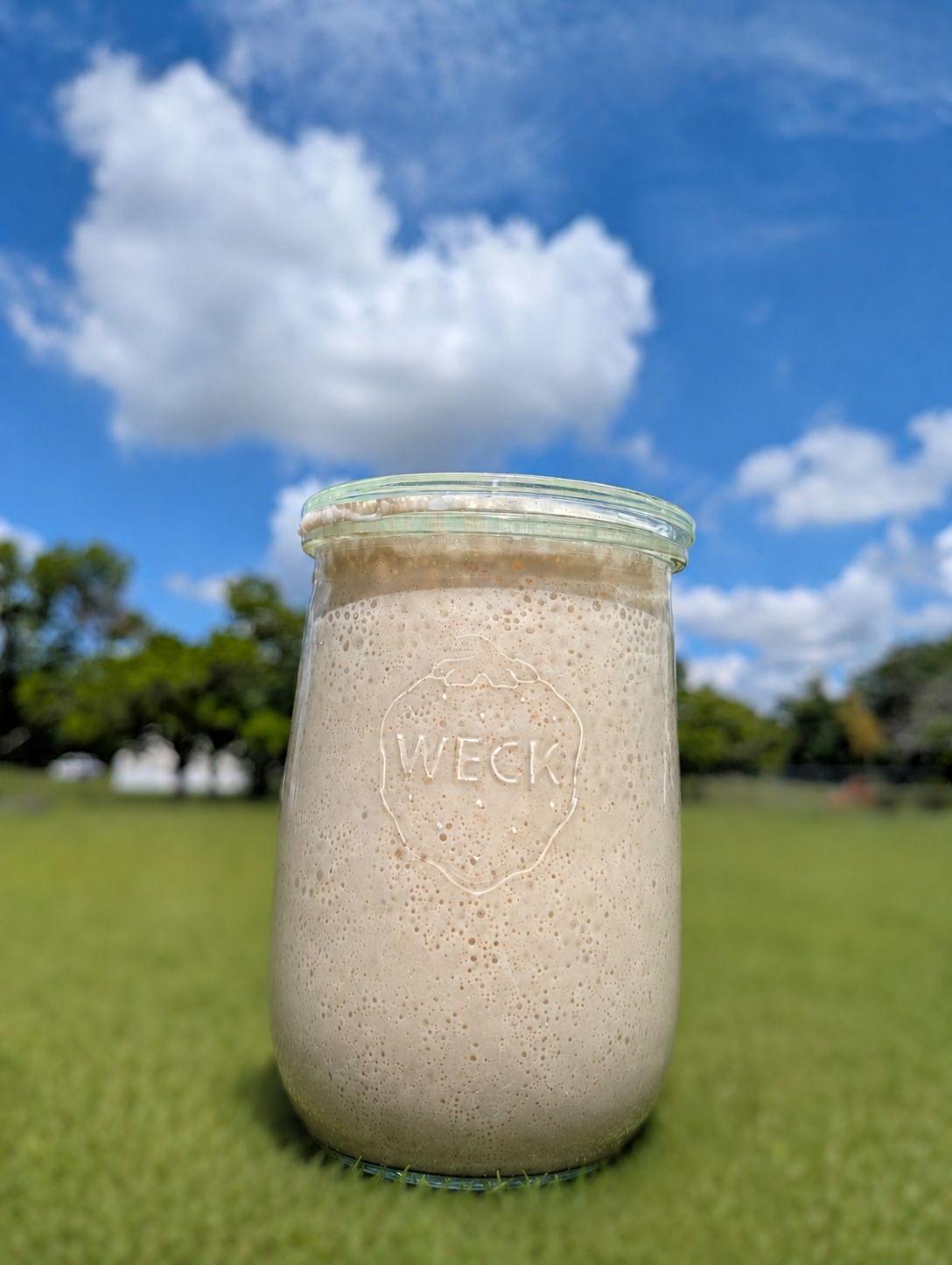 Jane Dough, the sourdough starter